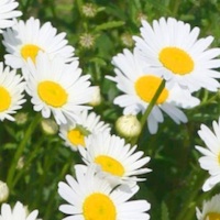 Shasta Daisy.jpg